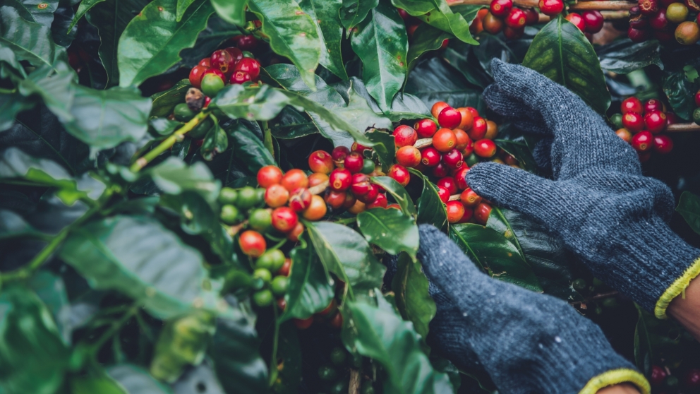 Brazílske plantáže sú rozsiahlejšie ako pol Slovenska. Toto sú najväčší producenti kávy na svete